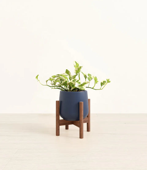 Epipremnum Aureum - N'Joy Pothos