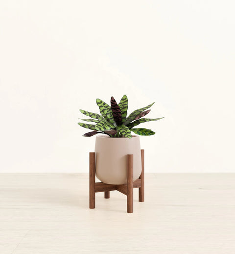 Calathea Rattlesnake