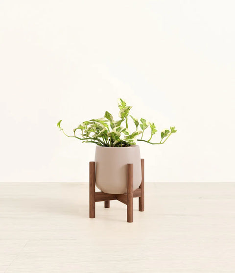 Epipremnum Aureum - N'Joy Pothos