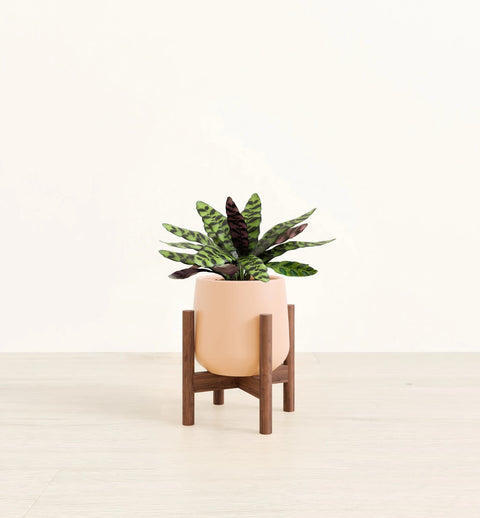 Calathea Rattlesnake