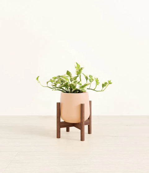 Epipremnum Aureum - N'Joy Pothos