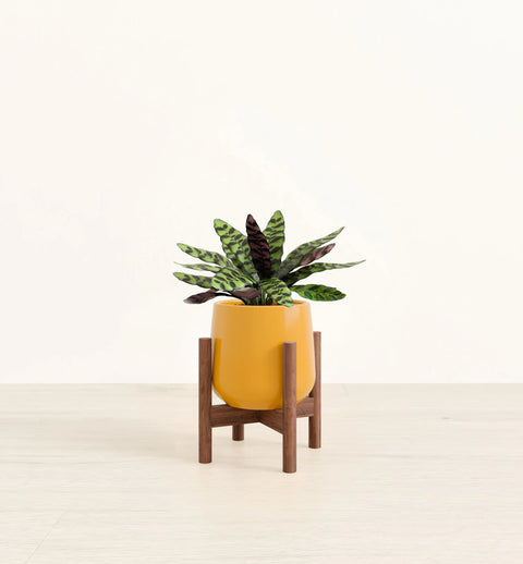 Calathea Rattlesnake