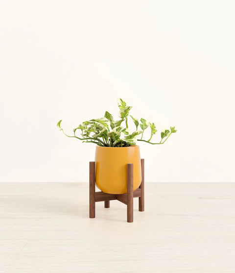 Epipremnum Aureum - N'Joy Pothos