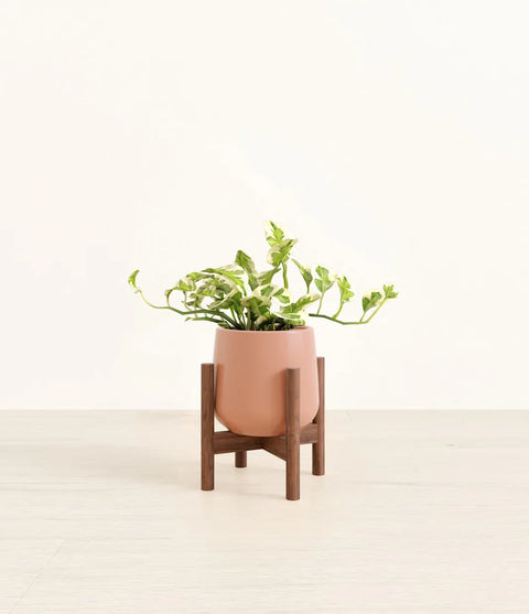 Epipremnum Aureum - N'Joy Pothos