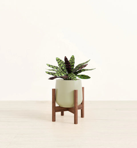 Calathea Rattlesnake