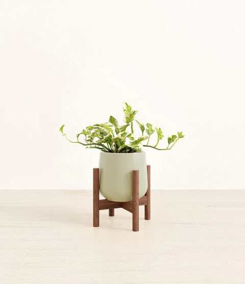 Epipremnum Aureum - N'Joy Pothos