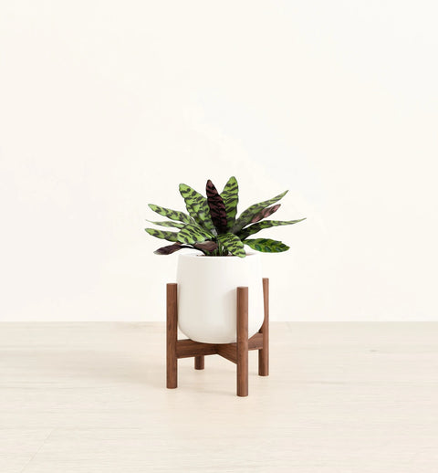 Calathea Rattlesnake