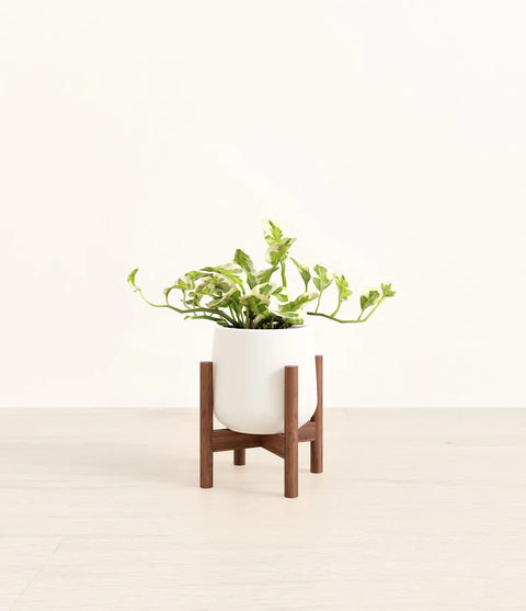 Epipremnum Aureum - N'Joy Pothos