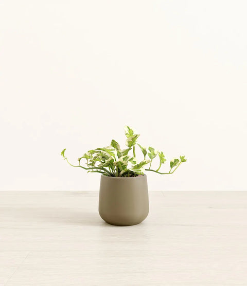 Epipremnum Aureum - N'Joy Pothos