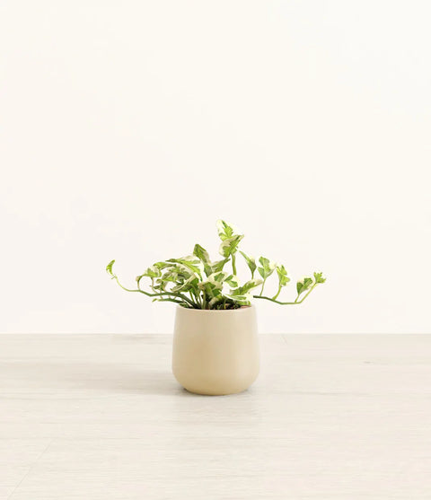 Epipremnum Aureum - N'Joy Pothos