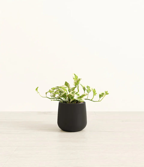 Epipremnum Aureum - N'Joy Pothos
