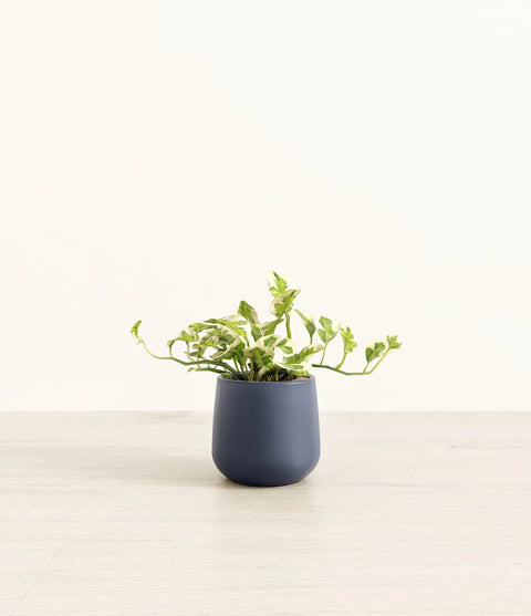 Epipremnum Aureum - N'Joy Pothos