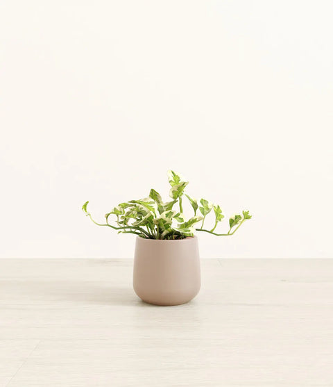 Epipremnum Aureum - N'Joy Pothos