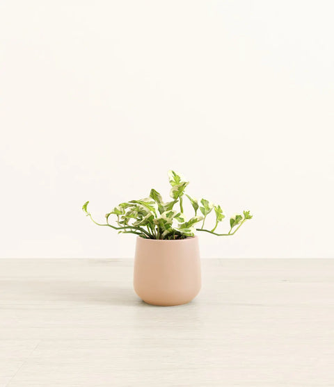 Epipremnum Aureum - N'Joy Pothos
