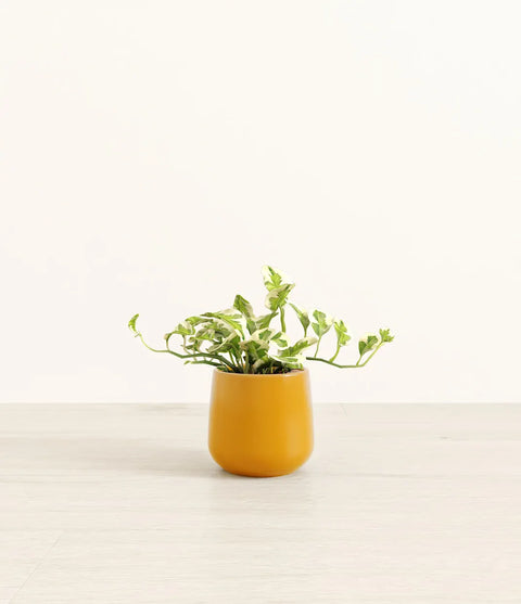 Epipremnum Aureum - N'Joy Pothos