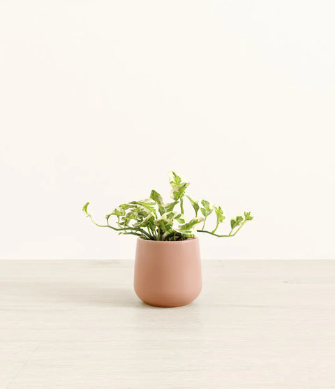 Epipremnum Aureum - N'Joy Pothos