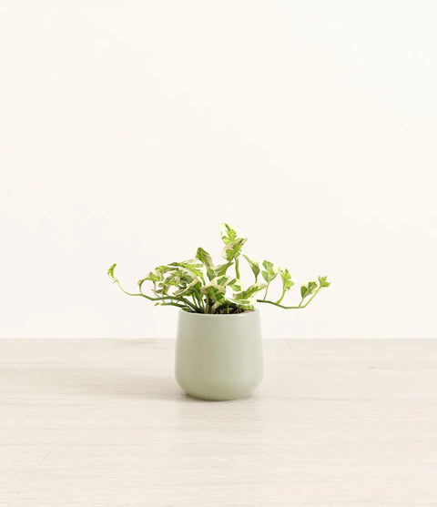Epipremnum Aureum - N'Joy Pothos