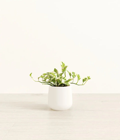 Epipremnum Aureum - N'Joy Pothos