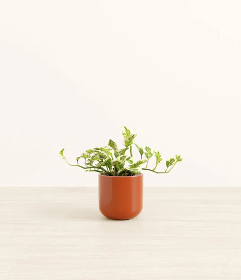 Epipremnum Aureum - N'Joy Pothos