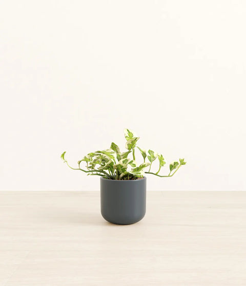 Epipremnum Aureum - N'Joy Pothos