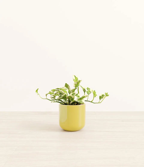 Epipremnum Aureum - N'Joy Pothos