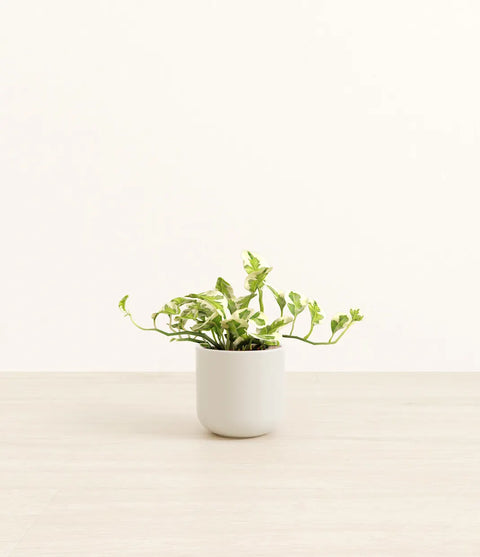 Epipremnum Aureum - N'Joy Pothos
