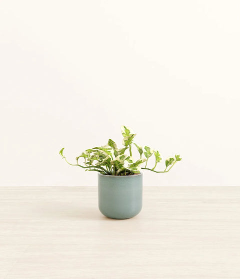 Epipremnum Aureum - N'Joy Pothos