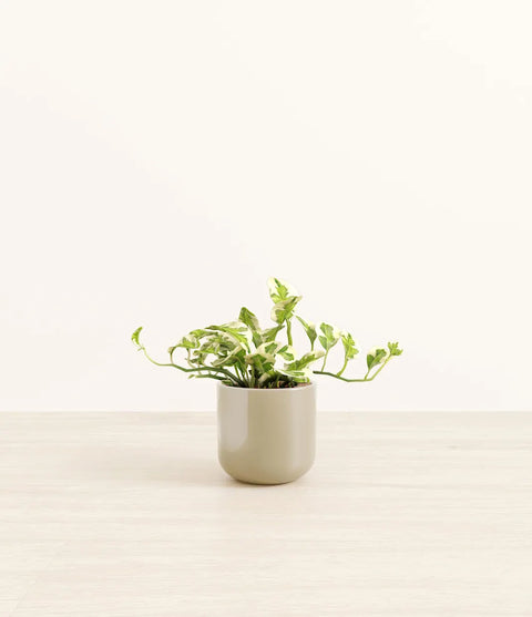 Epipremnum Aureum - N'Joy Pothos