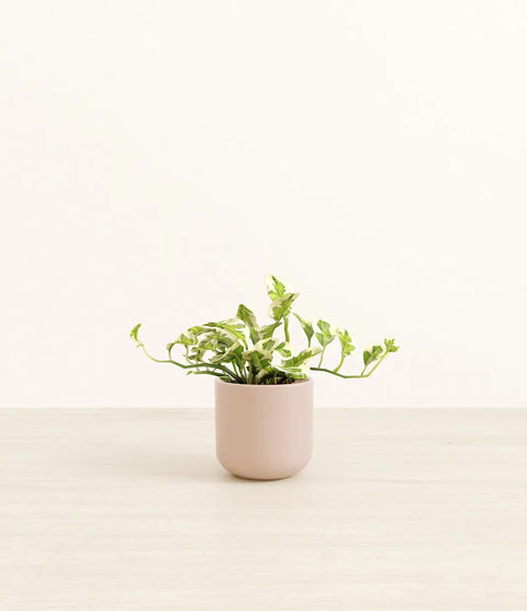 Epipremnum Aureum - N'Joy Pothos