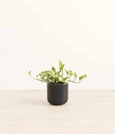 Epipremnum Aureum - N'Joy Pothos