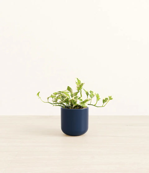 Epipremnum Aureum - N'Joy Pothos
