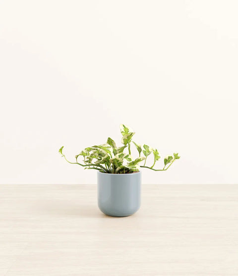 Epipremnum Aureum - N'Joy Pothos
