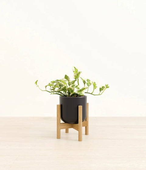 Epipremnum Aureum - N'Joy Pothos