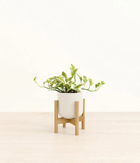 Epipremnum Aureum - N'Joy Pothos