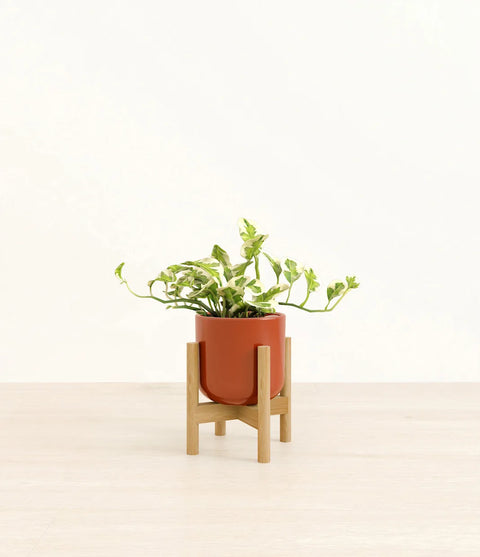 Epipremnum Aureum - N'Joy Pothos