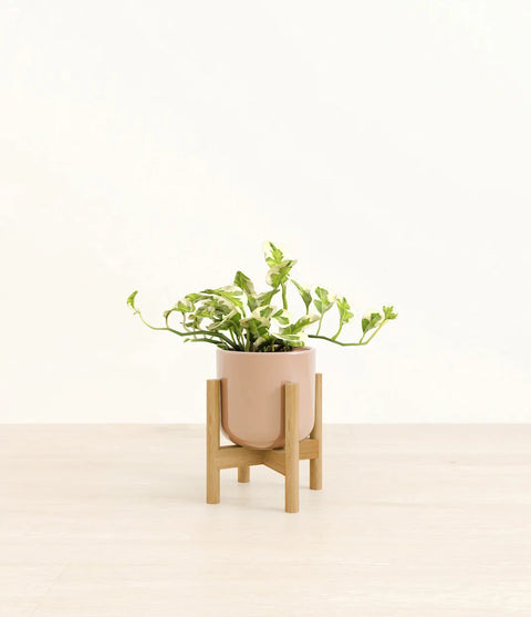 Epipremnum Aureum - N'Joy Pothos