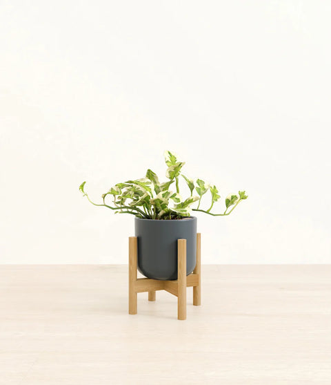 Epipremnum Aureum - N'Joy Pothos