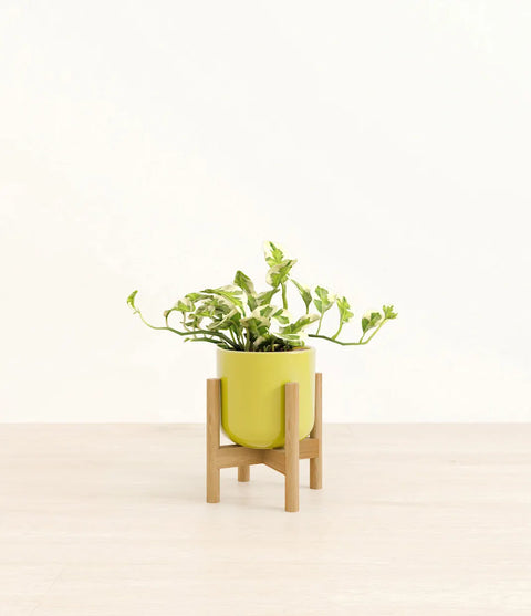 Epipremnum Aureum - N'Joy Pothos