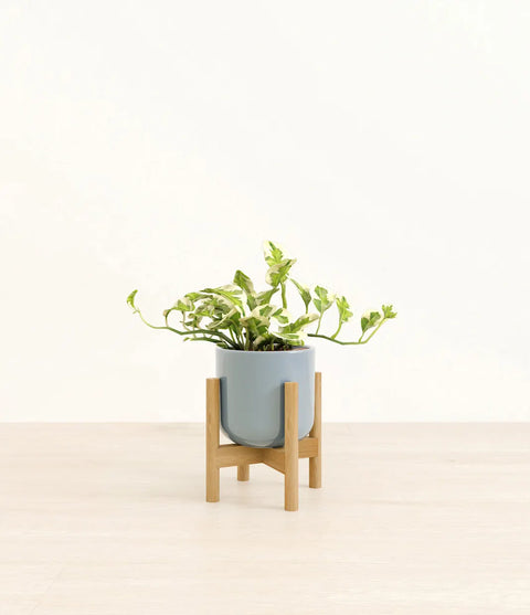Epipremnum Aureum - N'Joy Pothos