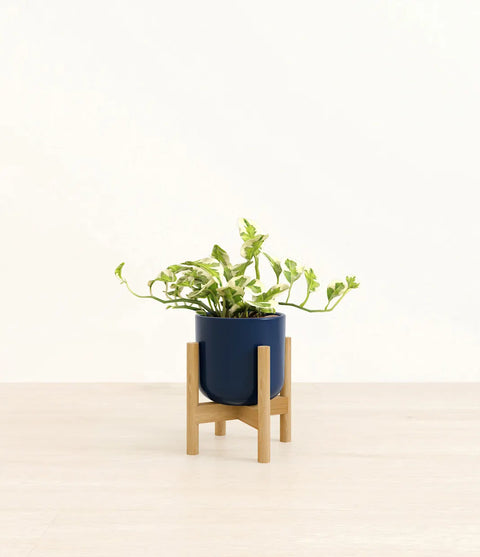 Epipremnum Aureum - N'Joy Pothos
