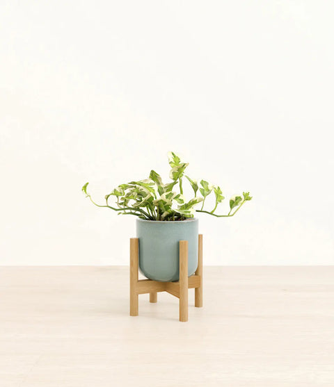 Epipremnum Aureum - N'Joy Pothos
