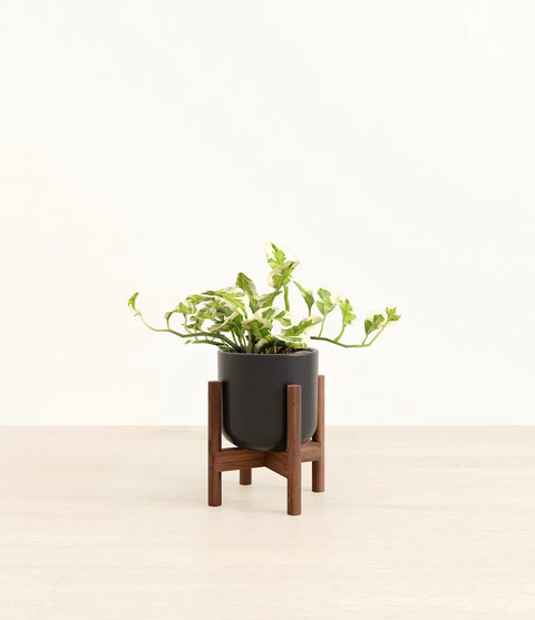 Epipremnum Aureum - N'Joy Pothos