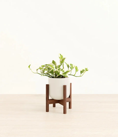 Epipremnum Aureum - N'Joy Pothos