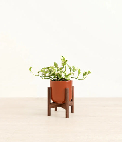 Epipremnum Aureum - N'Joy Pothos
