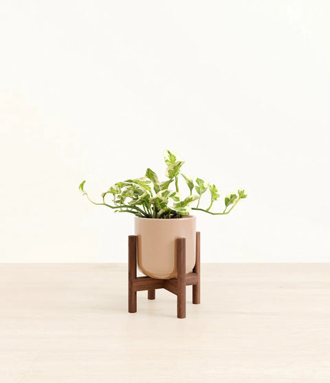 Epipremnum Aureum - N'Joy Pothos