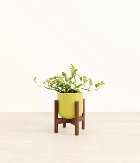 Epipremnum Aureum - N'Joy Pothos