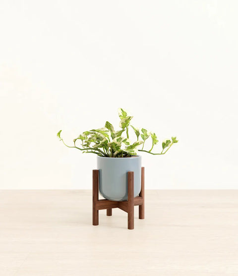 Epipremnum Aureum - N'Joy Pothos