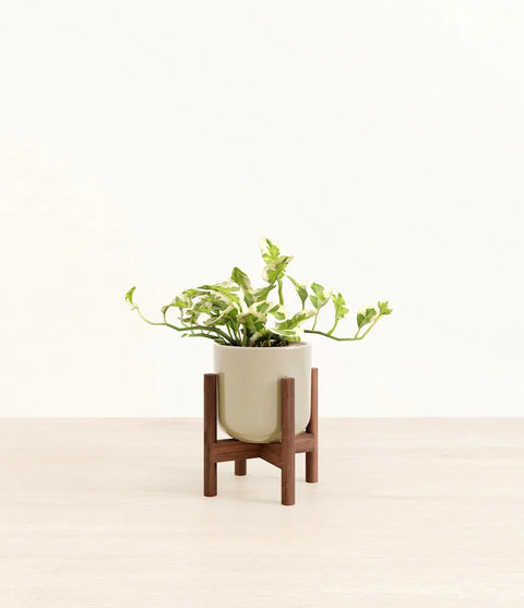 Epipremnum Aureum - N'Joy Pothos
