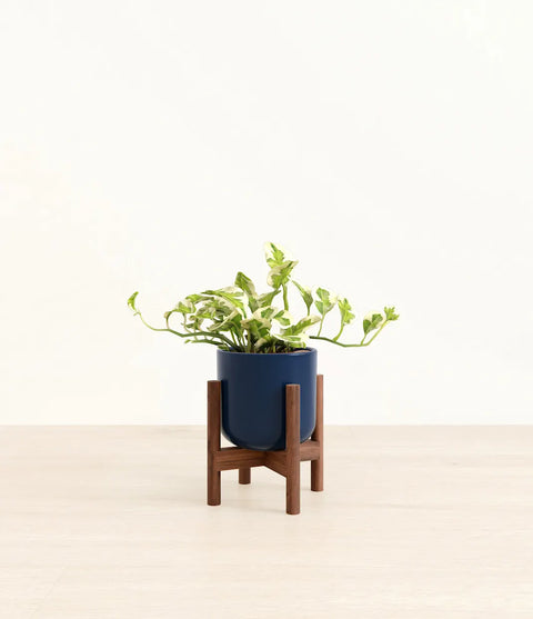 Epipremnum Aureum - N'Joy Pothos