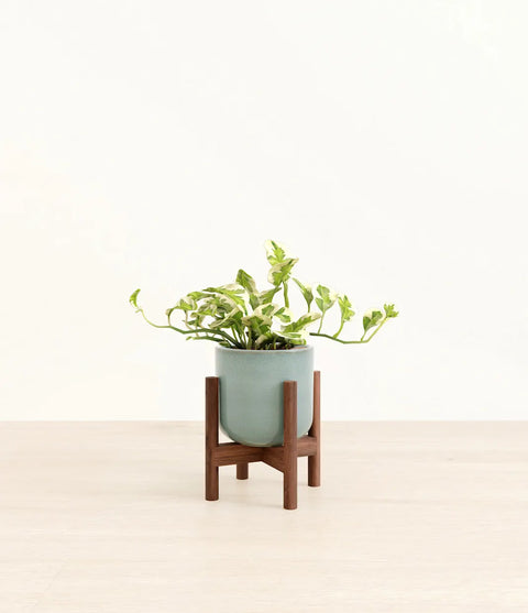 Epipremnum Aureum - N'Joy Pothos